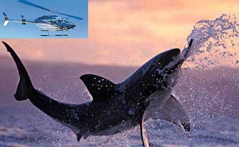 Kapstadt Hubschrauber Rundflüge Weisse Haie