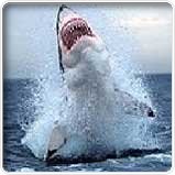 Weisse Haie Südafrika Käfigtauchen